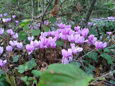 cyclamen-axel-it3.jpg