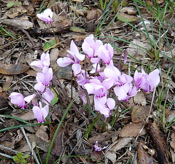 Cyclamen_hederifolium_Puglia_fars_2009.jpg