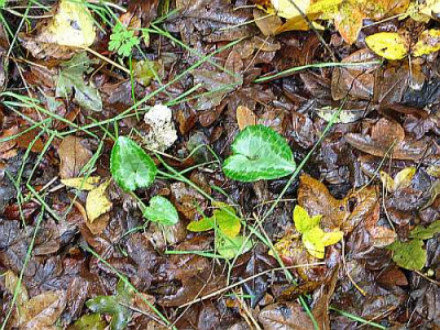 cyclamen-axel-it-blatt-silber.jpg