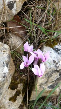 Cyclamen_hederifolium_Puglia_2_fars_2009.jpg