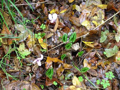 cyclamen-axel-it-blatt-pfeil.jpg