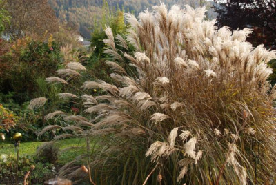 miscanthus_noname_01.jpg