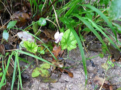 cyclamen-it-lindgruen-a.jpg