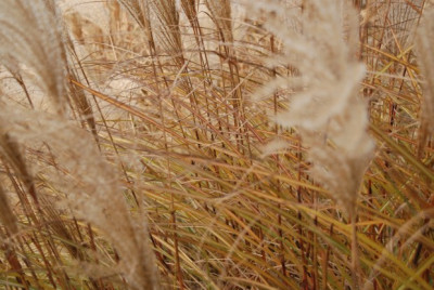 verfaerbter_miscanthus.jpg