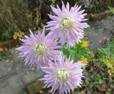 Chrysantheme_091115.jpg