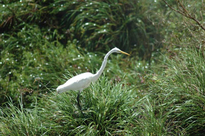 0021_Argentinien_2009_Bc.jpg