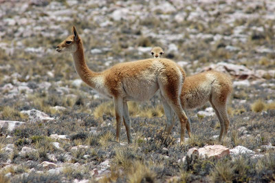 0092_Argentinien_2009_Bc.jpg