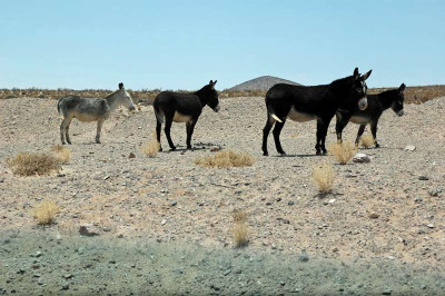 0094_Argentinien_2009_Bc.jpg