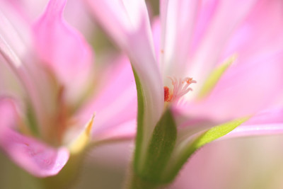 Pelargonie-rosa.jpg