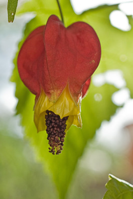 Abutilon-Laternchen-Nov2609.jpg