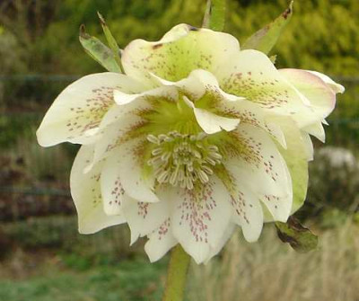 DSC02061Helleborus_Schmiemann_3_creme_gefullt.jpg