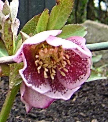 DSC02061Helleborus_Schmiemann_4_Rosa_mit_mauve_Sprenkeln.jpg