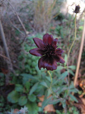 Cosmos_atrosanguineus_0973.jpg