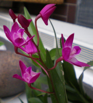 Dendrobium_berry_oda_bluht_immer_noch.jpg