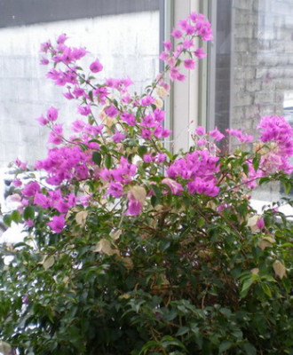 Bougainvilla_die_Unermudliche.jpg