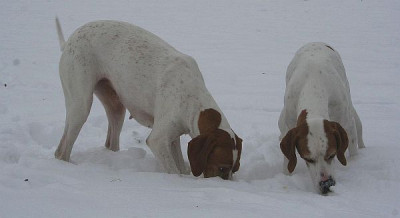 I__G_Nasen_im_Schnee.jpg