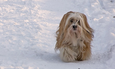 Shiva-im-Schnee.jpg