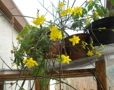 01_20_winterjasmin.jpg