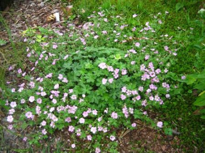 Geranium_x_riversleaian.Mavis_Simpson.jpg