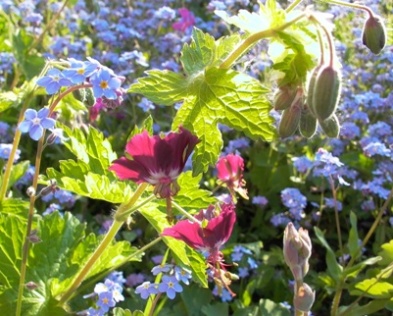 Geranium_phaeum_Myosotis_5-08.JPG