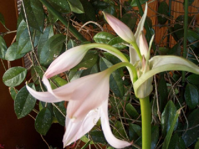 100_2837_Crinum_mooreii__2_____640.jpg