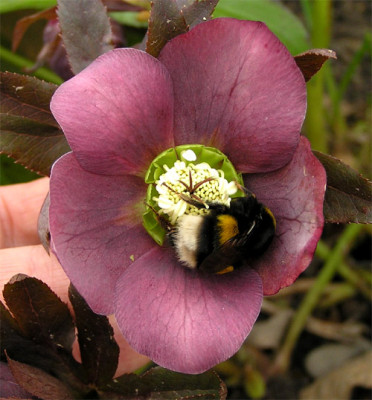 Hummel_Helleborus.jpg