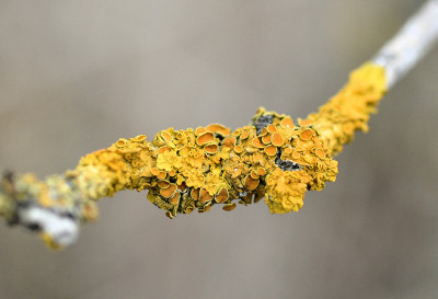 Image_Xanthoria_parietina.jpg