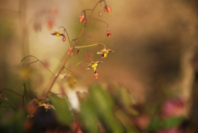 epimedium_black_sea_2010.jpg