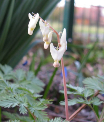 Dicentra_cuccularia_1024x768.jpg