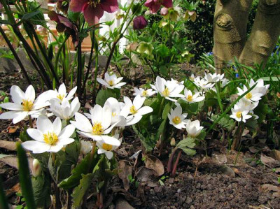 p_IMG_0707_Sanguinaria.jpg