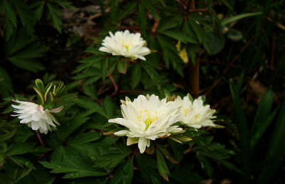 anemone_nemorosa_yx.jpg