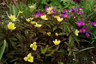 anemone_primula_bunt.jpg