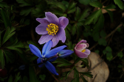 anemone_nemorosa_xy.jpg