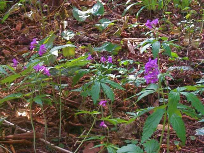 Cardamine_quinquefolia_IMG_5256.JPG