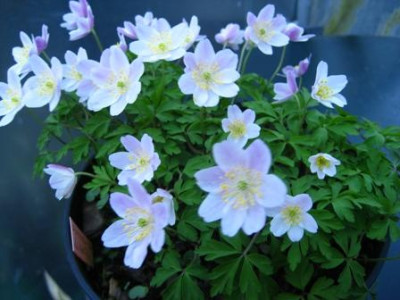 Anemone_nemorosa_Ice_and_Fire.jpg