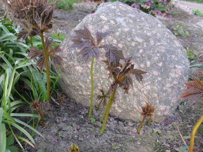 Rodgersia_podophylla_Rotlaub_800x600.jpg