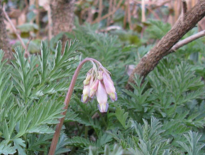 Dicentra_Furses_Form_800x600.jpg