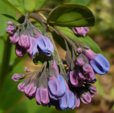 Mertensia_virginica_.jpg