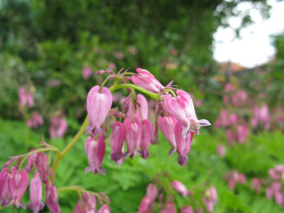 Dicentra_formosa_800x600.jpg