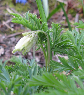 Dicentra_Aurora_800x600.jpg