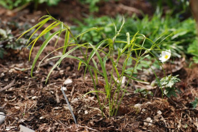 lathyrus_vernus_gracilis_10.jpg