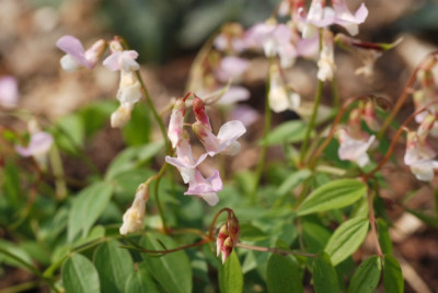 lathyrus_vernus_blassrosa.jpg