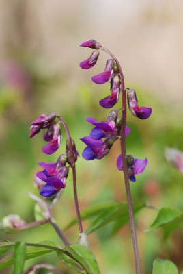 lathyrus_vernus_die_art_selbst.jpg