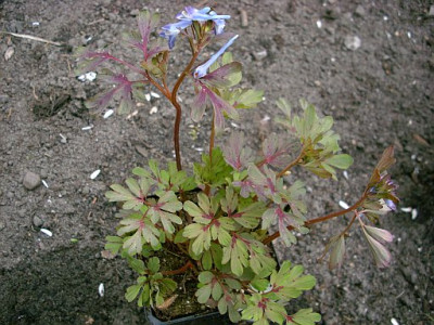 corydalis_2010-04-13_008.jpg