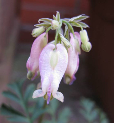 Dicentra_Samling_800x600.jpg