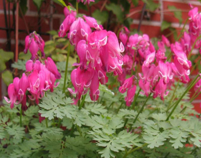 Dicentra_Candy_Hearts_800x600.jpg