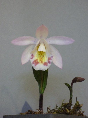 Pleione_hookeriana_1_400x800_80KB.jpg