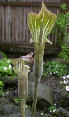 comp_Arisaema_nepenthoides_03.05.10.jpg