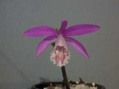 Pleione_formosana_1_800x800_80KB.jpg