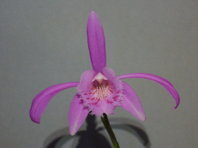 Pleione_bulbocodioides_1_800x800_80KB.jpg